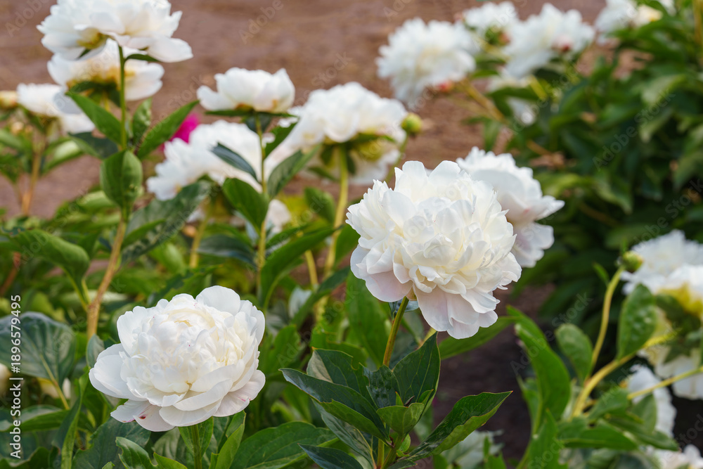 Fototapeta premium Beautiful white peony bush blossoms growing in a garden, illuminated by sunlight with fresh green leaves and soft natural plant background. Decorative flower for park, flower bed and landscape design