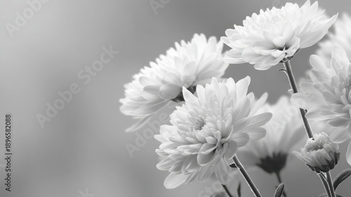 Elegant black and white chrysanthemums in bloom.
