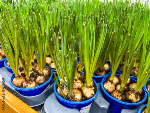 Close-up of potted muscari bulbs
