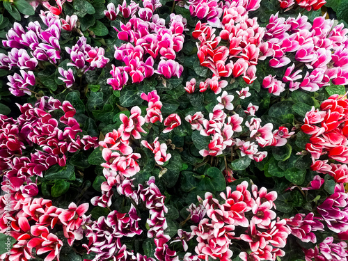 Wallpaper Mural Close-up of pink blooming cyclamen. Natural floral background.
 Torontodigital.ca