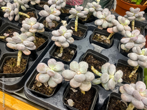 Wallpaper Mural  succulents in pots close-up, top view. natural plant background Torontodigital.ca
