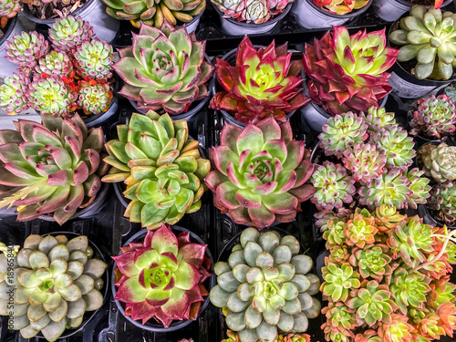 Wallpaper Mural collection of colorful succulents in pots close-up, top view. natural plant background
 Torontodigital.ca