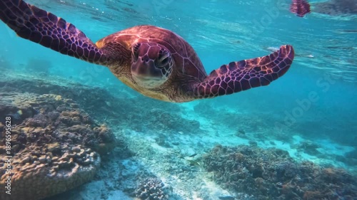 Slow motion video of a highly curious green sea turtle closely inspecting the camera above a shallow coral reef in crystal clear water at Lady Elliot Island, Australia.