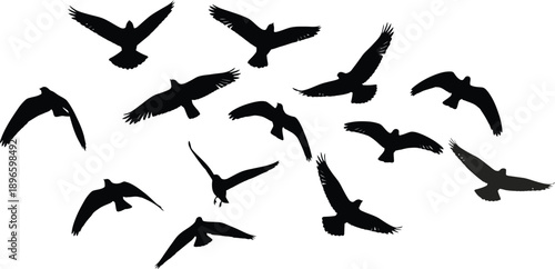 Flock of Birds in Flight Silhouette