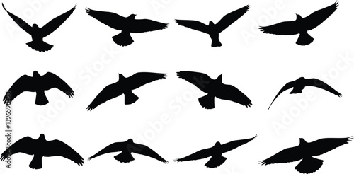 Dynamic Bird Silhouettes Set