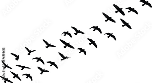 Flock of Birds Flying in Formation Silhouette
