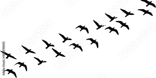Flock of Birds Flying in V-Formation Silhouette