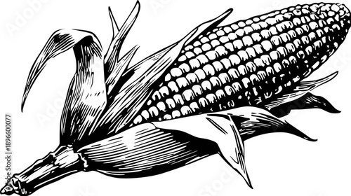 A black and white illustration of an ear of corn, showing kernels and surrounding leaves