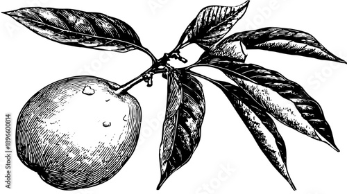 Detailed black and white botanical illustration of a fruit, leaves, and stem