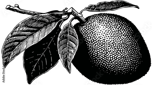 A black and white illustration of a jackfruit with leaves and a stem on a white background