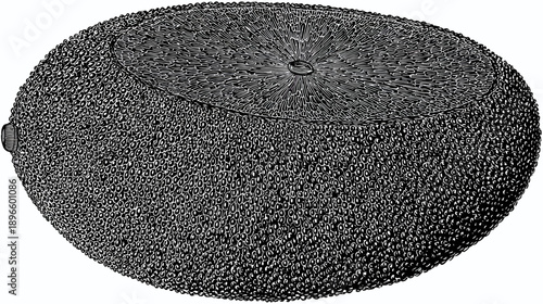 A detailed black and white illustration of a textured, oval-shaped object with a central circular feature