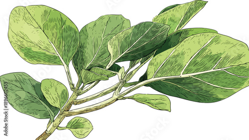 Botanical Illustration of Lush Plant with Green Stems and Leaves Vector