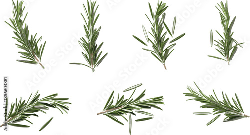 Fresh rosemary herb vector set with realistic sprigs and leaves for cooking, seasoning, kitchen and botanical design