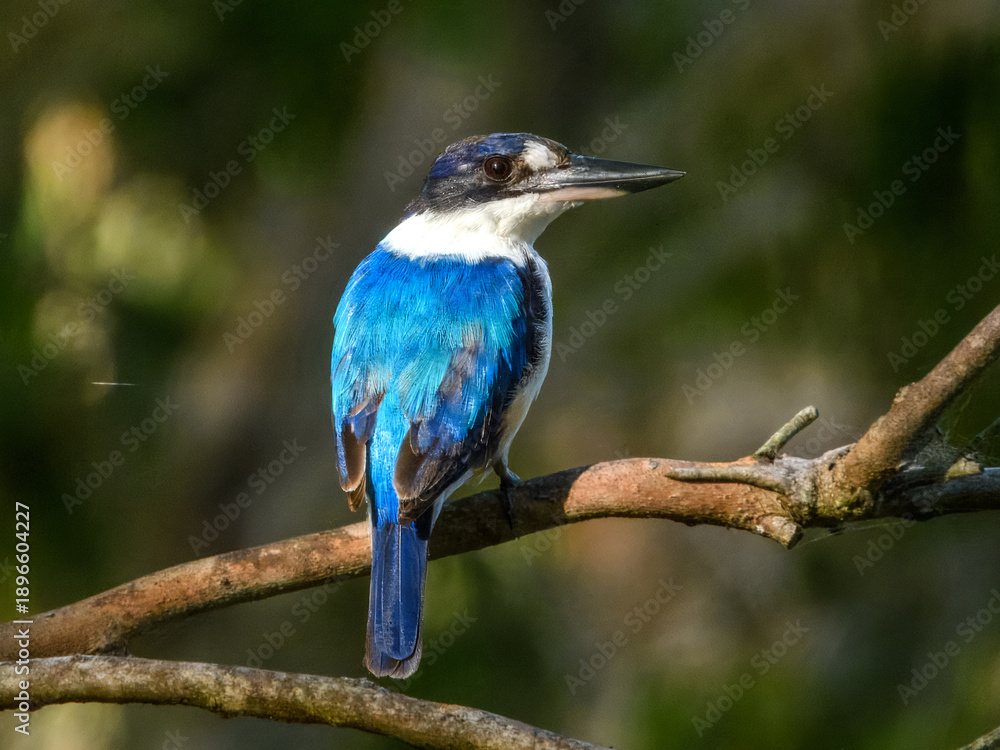 Fototapeta premium Forest Kingfisher (Todiramphus macleayii) in Australia
