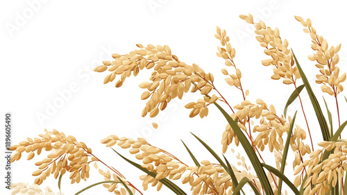 Rice and Oat Illustration on White Background Wallpaper Vector