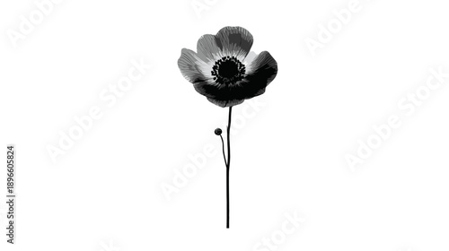 A grayscale botanical illustration of a flower with petals and a slender stem against a white background