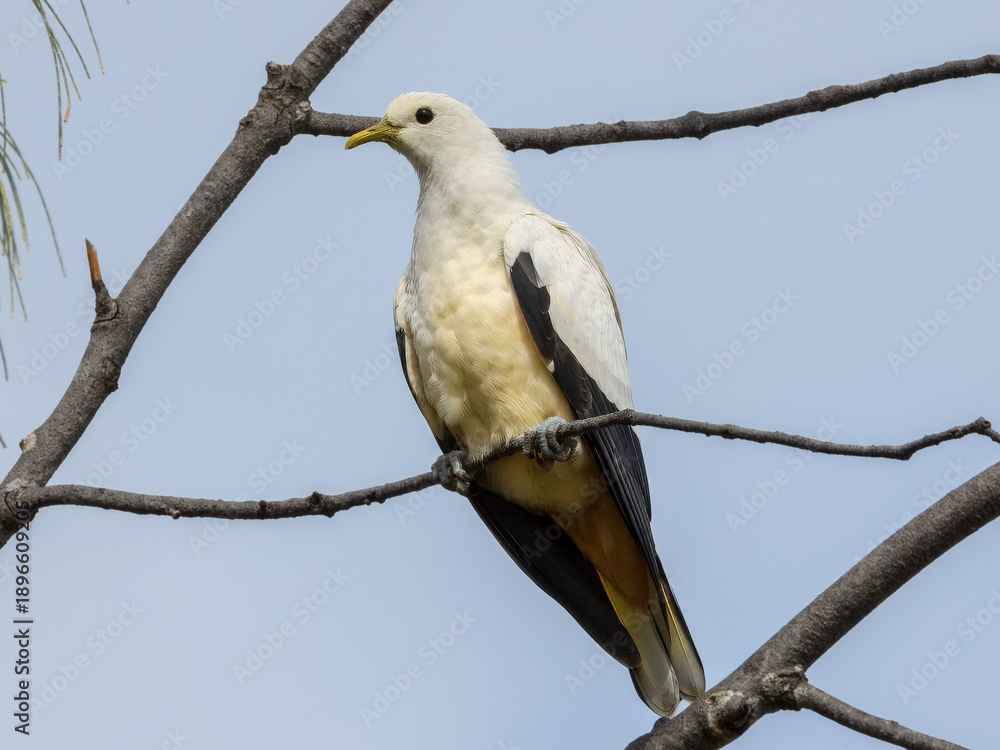 Fototapeta premium Torresian Imperial-Pigeon (Ducula bicolor)