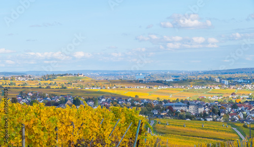 Wallpaper Mural Weinberg mit Blick nach Rüdesheim von oben Torontodigital.ca