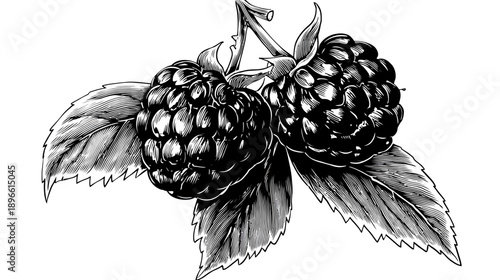 A detailed illustration of two ripe berries attached to a stem with leaves in high contrast