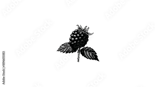 Silhouetted black illustration of a ripe berry with stem, leaves, and detail against a white backdrop
