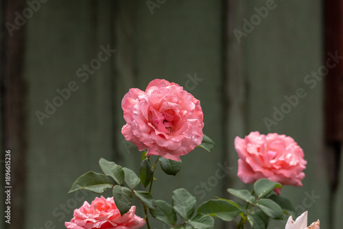 Εκτύπωση καμβά Close up of pink roses with water droplets on petals against a dark green wooden