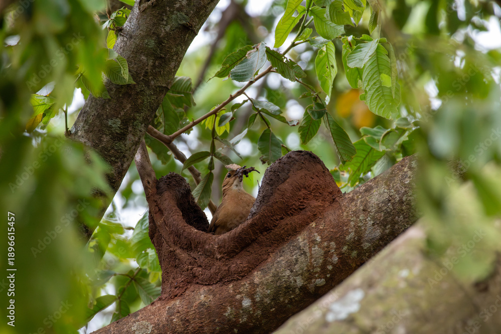 Fototapeta premium Rufous hornero perched on a mud nest with a beetle in its beak in Florestópolis Brazil