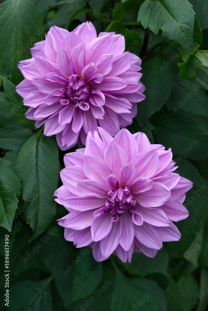 Fototapeta premium Two decorative magenta Dahlia blossoms
