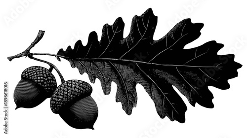 A black and white illustration of an oak leaf and acorns against a white background
