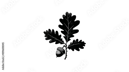 An illustration of an acorn with leaves against a white backdrop, capturing nature's details
