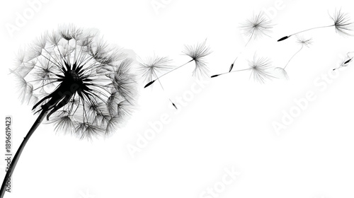 Black and white illustration of a dandelion releasing its seeds, creating a sense of motion