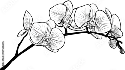 A detailed black and white illustration of an orchid plant in full bloom, with exquisite petals