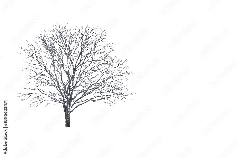 Fototapeta premium Lonely snow tree in minimal style isolated on white background
