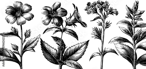 Vintage botanical engraving of 19th century field eyebright and wild plants for design and decoration