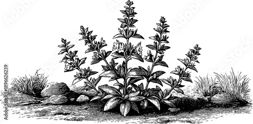 Vintage 19th century botanical engraving of field eyebright wild plant