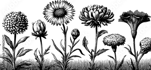 Vintage botanical field flower bouquet - educational plate design for classroom decor