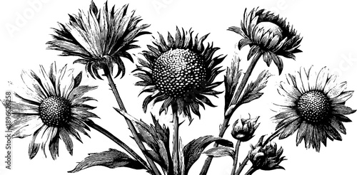 Vintage botanical bouquet of field flowers hand drawn for scientific study