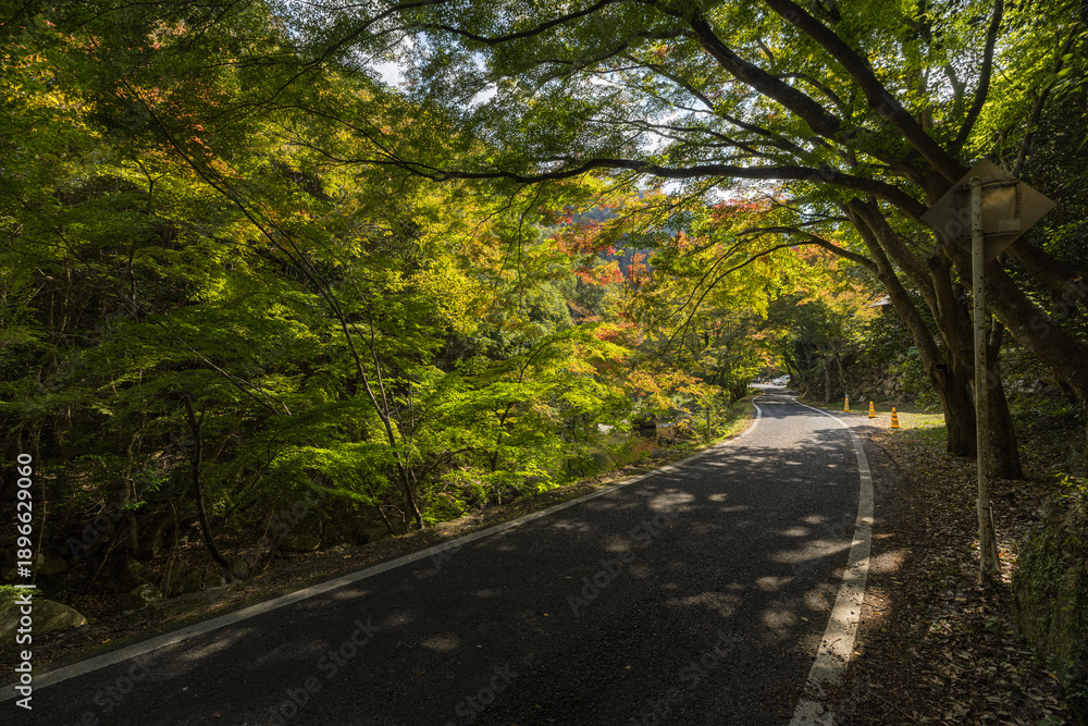 Fototapeta premium 日本 岡山県総社市の高梁川支流槙谷川の上流にある豪渓の紅葉