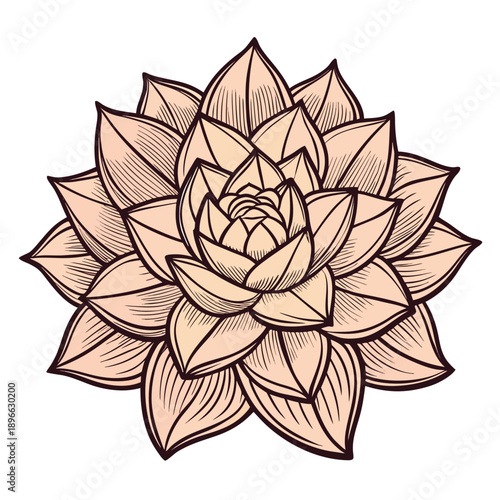 Beautiful Pink Succulent Flower Illustration