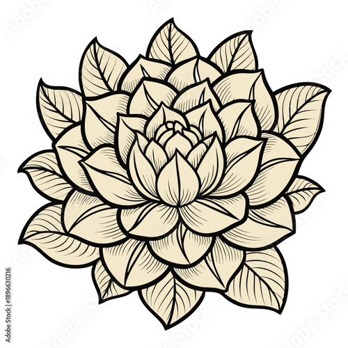 Beautiful Cream Colored Succulent Plant Illustration