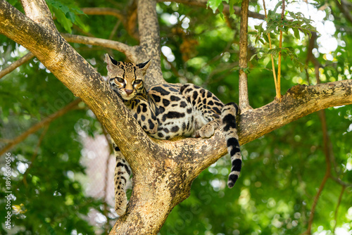 Fotografija Ocelot resting on a tree branch in natural habitat