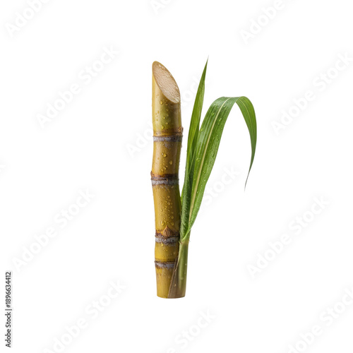 Fresh sugar cane with water droplets