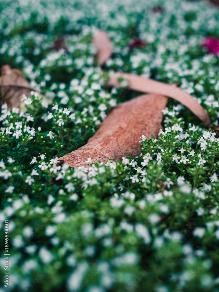 custom made wallpaper toronto digitalFlowers in the garden