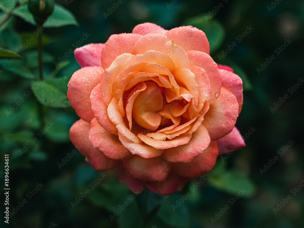 custom made wallpaper toronto digitalPink rose