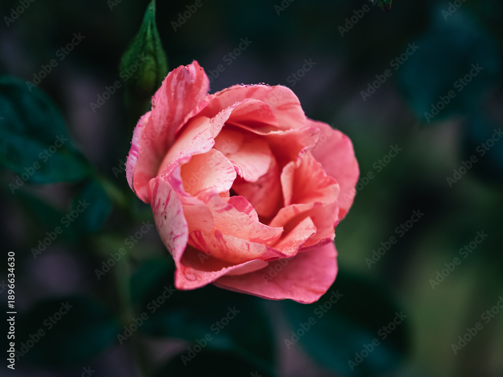 custom made wallpaper toronto digitalPink rose