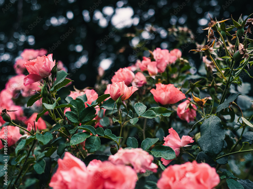 custom made wallpaper toronto digitalPink roses in the garden