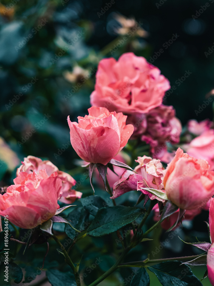 custom made wallpaper toronto digitalPink roses in the garden