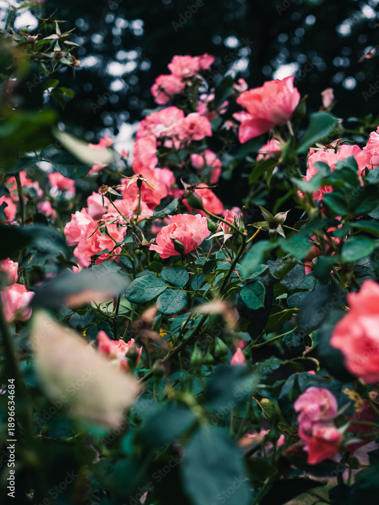 custom made wallpaper toronto digitalPink roses in the garden