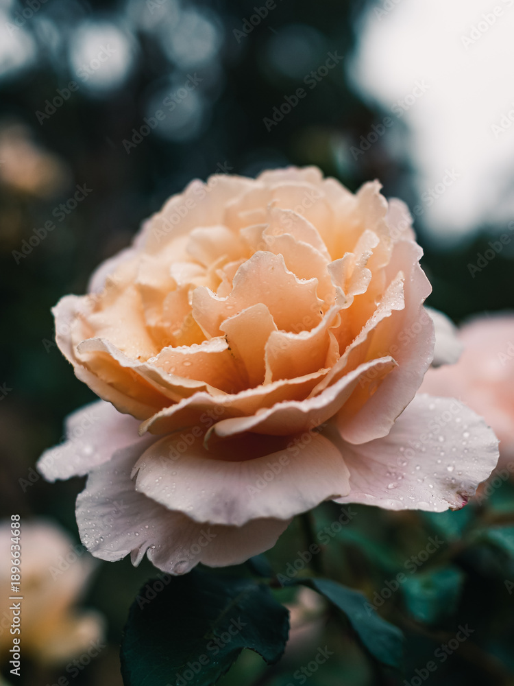 custom made wallpaper toronto digitalRose in the garden