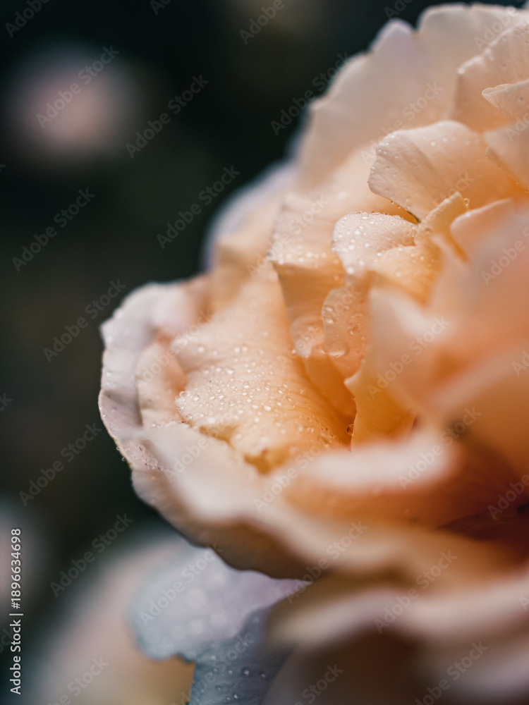 custom made wallpaper toronto digitalclose up of a rose
