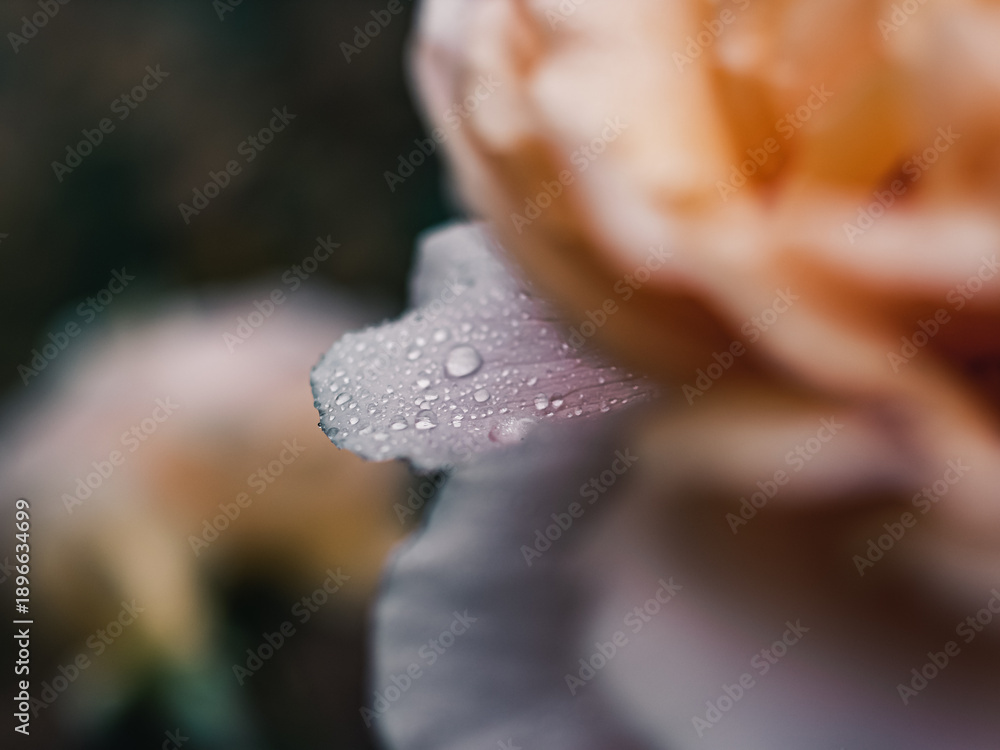 custom made wallpaper toronto digitalFlower petal with water droplets